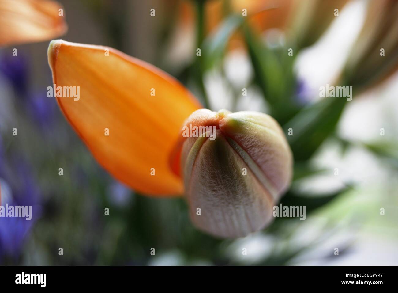 Asiatic lily bud hi-res stock photography and images - Alamy