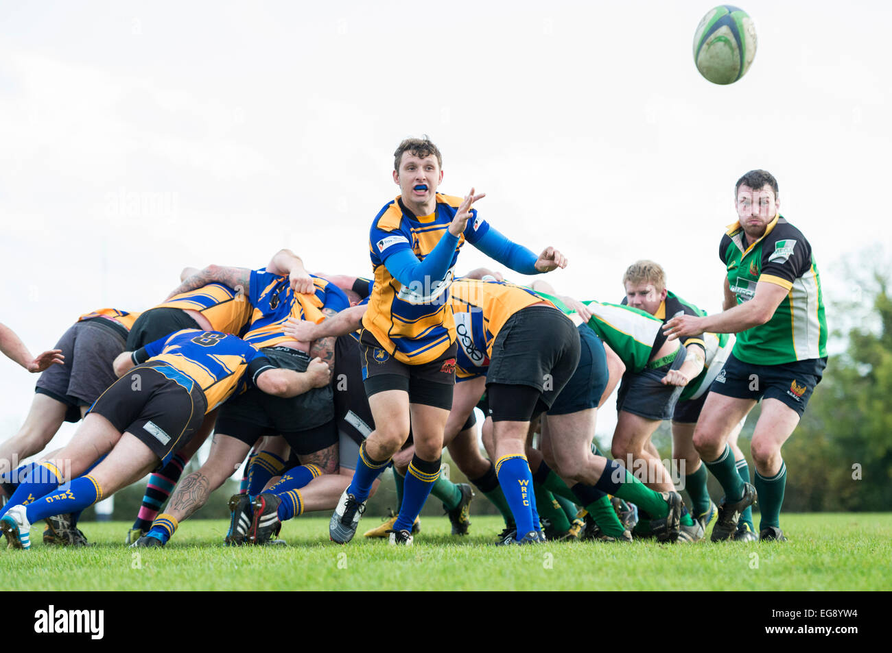 Rugby, scrum half in action Stock Photo Alamy