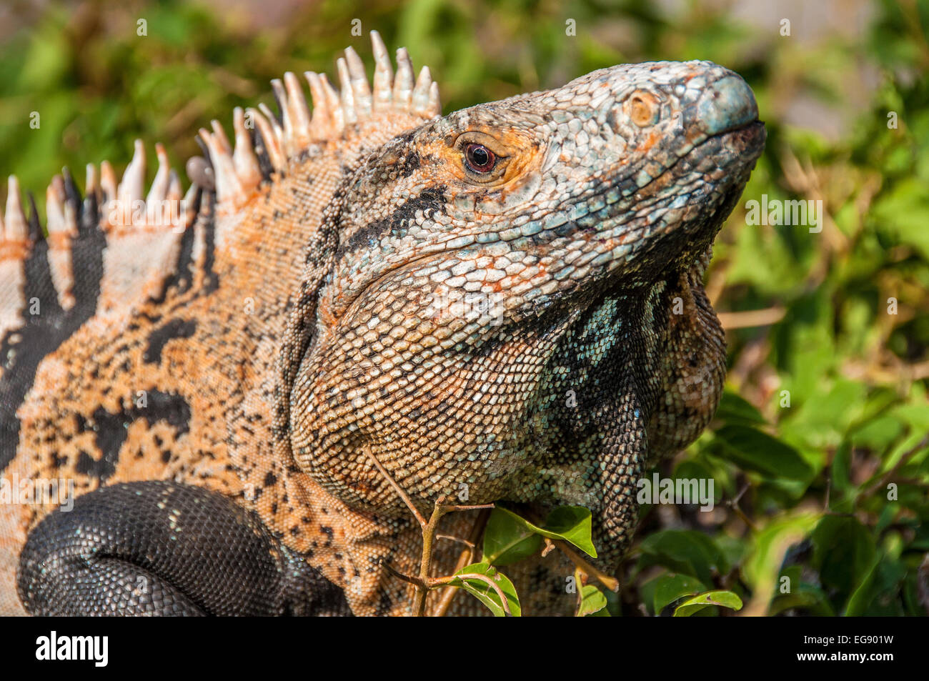 Iguana in Costa Rica. Stock Photo
