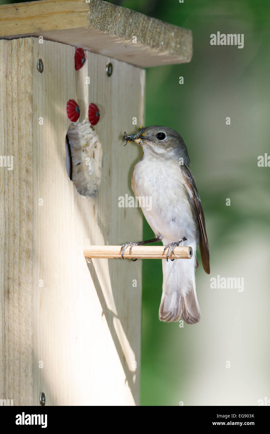 Pied Flycatcher (Ficedula hypoleuca, Muscicapa hypoleuca). Bird House Stock Photo