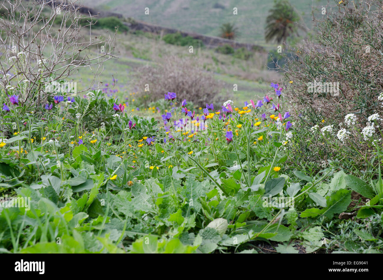 wild flowers growing in meadows canary islands lanzarote spain Stock