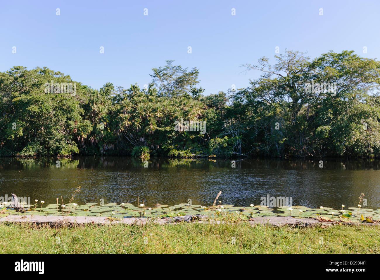 Crocodile sunning itself on the banks of New River, Orange Walk, Belize Stock Photo