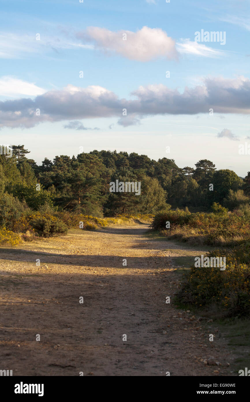 Scots Pine Wood Trees Canford Heath Poole Dorset England Stock Photo