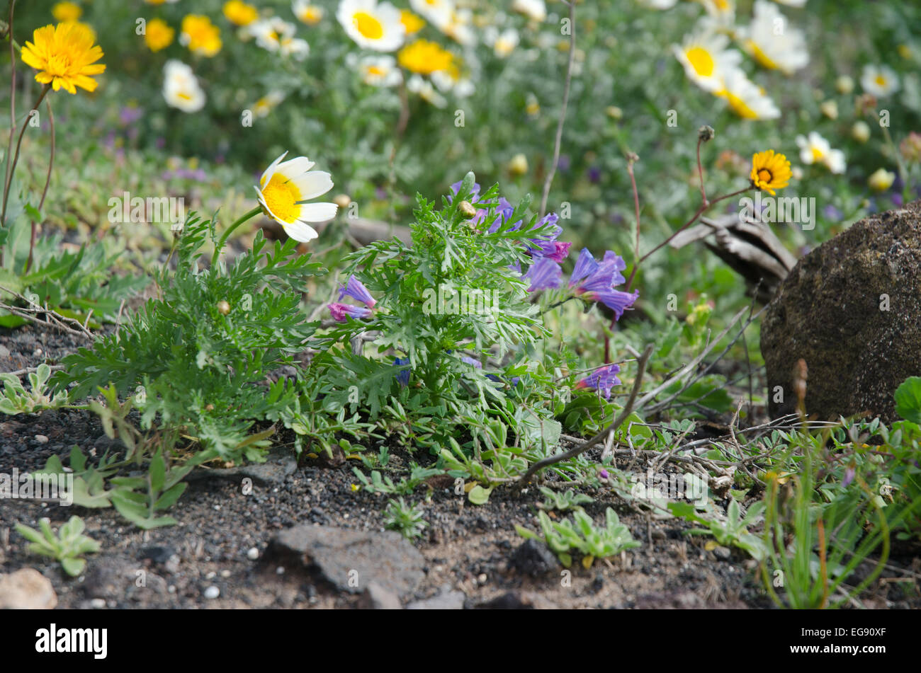 Lanzarote flowers hires stock photography and images Alamy