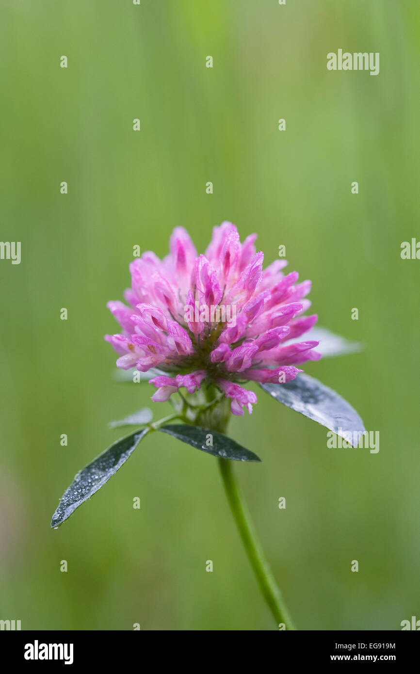 Butterfly friendly wildflower hi-res stock photography and images - Alamy