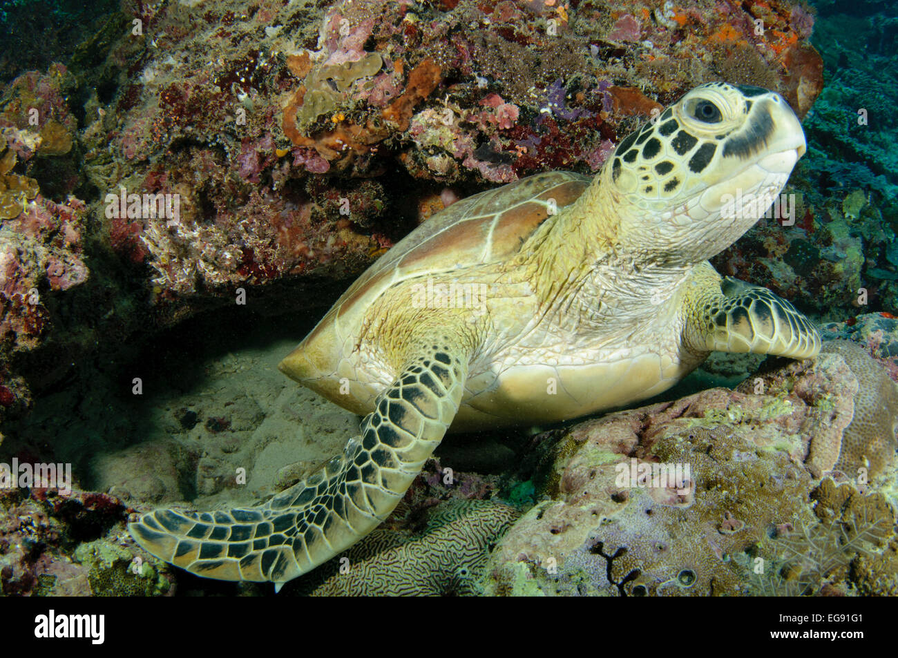 Green turtle, Chelonia mydas, at Sipadan Island, Sabah, Malaysia. Stock Photo