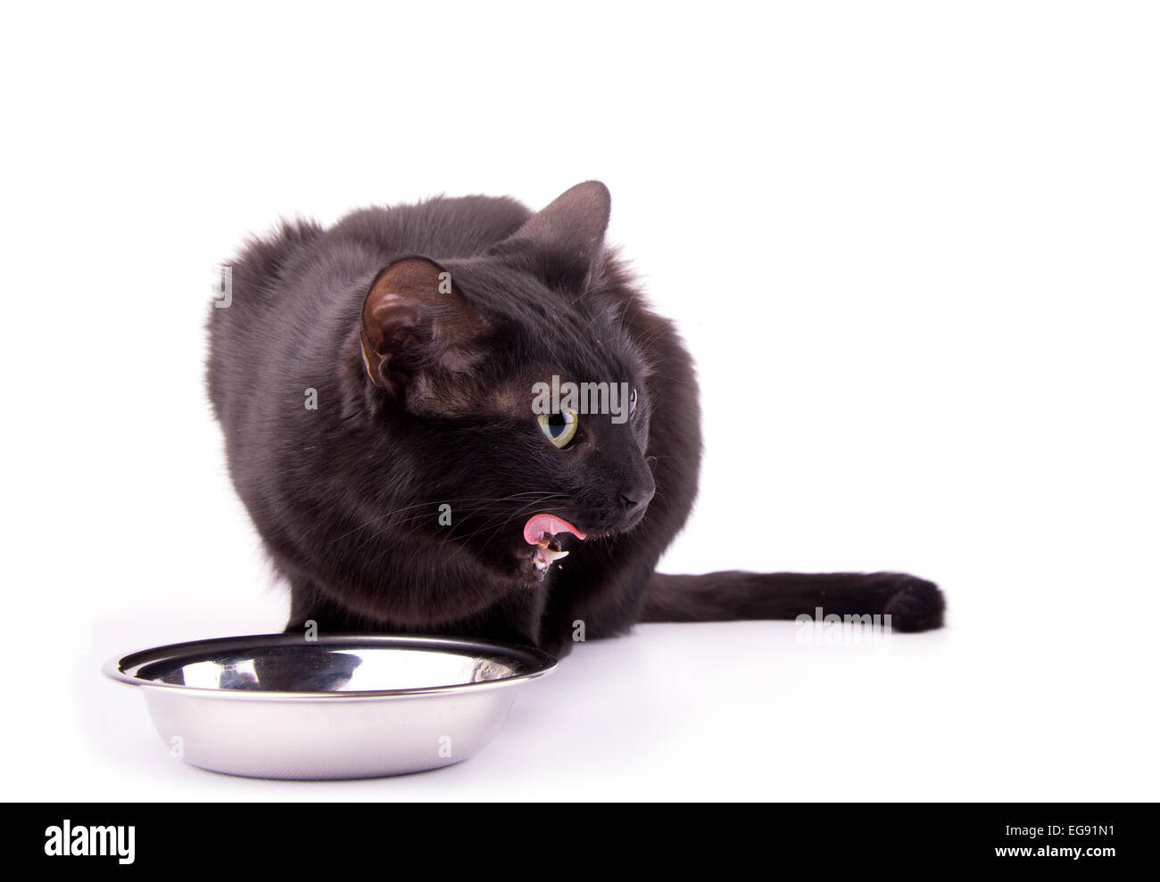 Black cat licking lips Cut Out Stock Images & Pictures Alamy