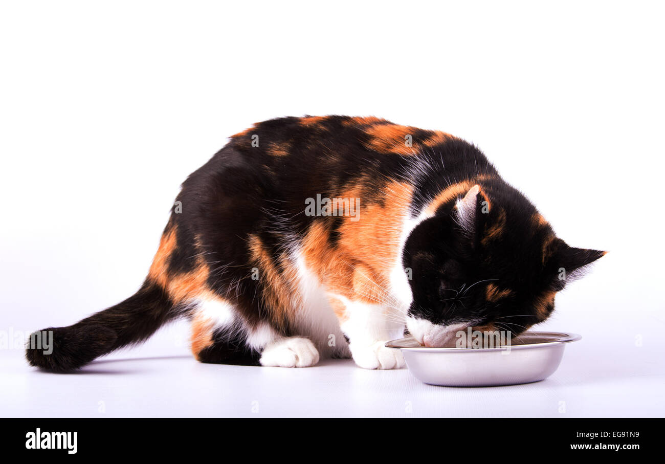 Beautiful calico cat eating out of a silver bowl, on white Stock Photo