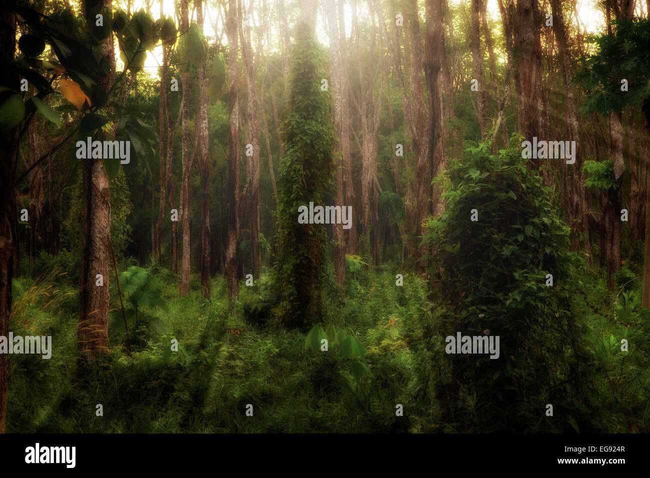 panoramic view of nice misty tropical forest Stock Photo - Alamy