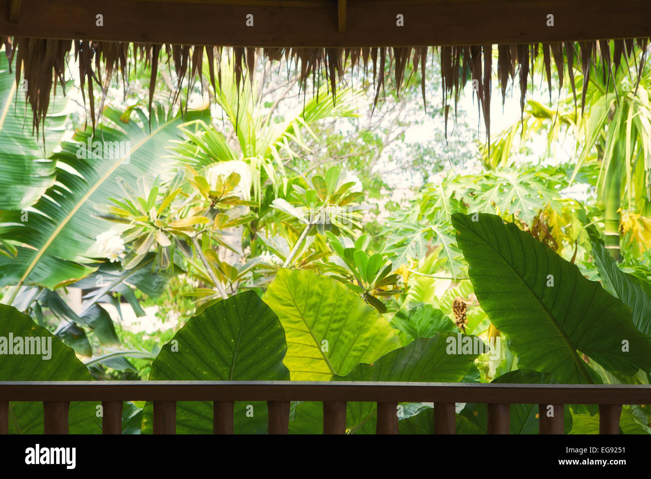 fragment like view of nice misty tropical forest Stock Photo - Alamy