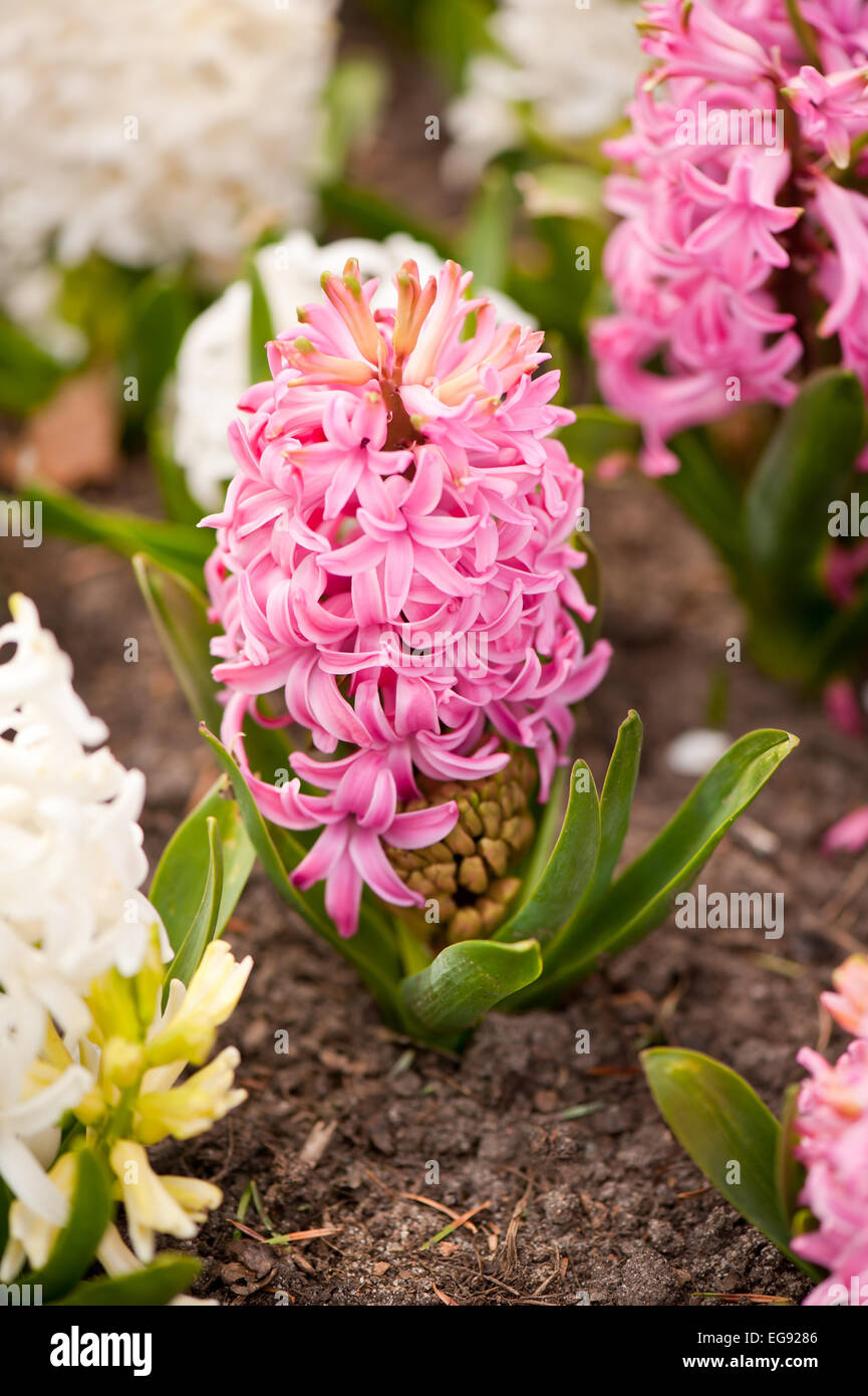 Hyacinthus pink flowering plants Stock Photo