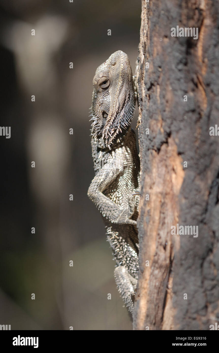 Bearded dragon, Pogona barbata, Glenbrook, New South Wales, Australia. Stock Photo
