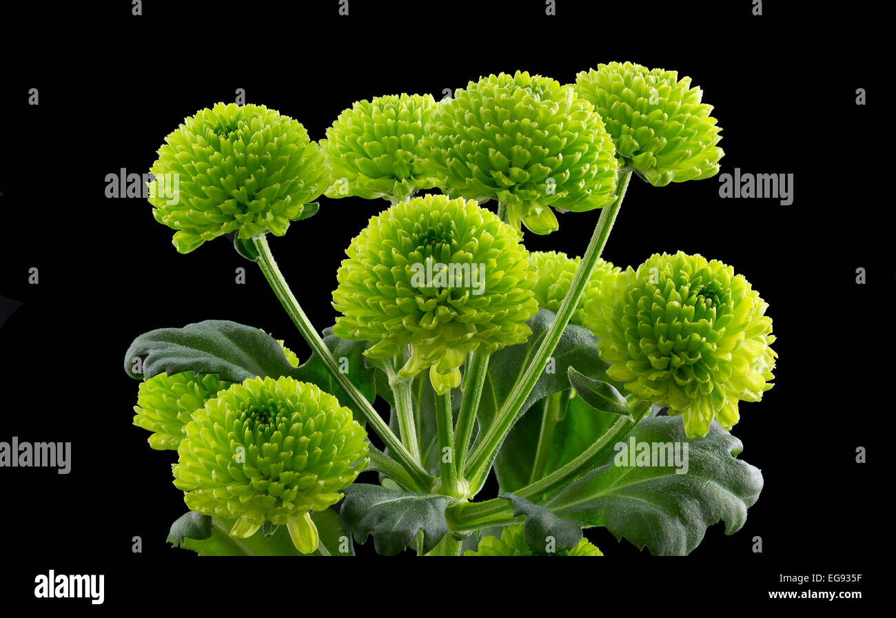 Green chrysanthemums hires stock photography and images Alamy