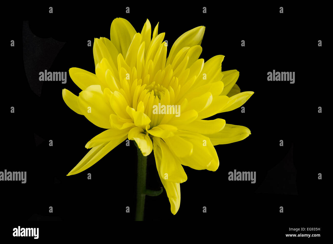 Singe Yellow Chrysanthemum Stock Photo