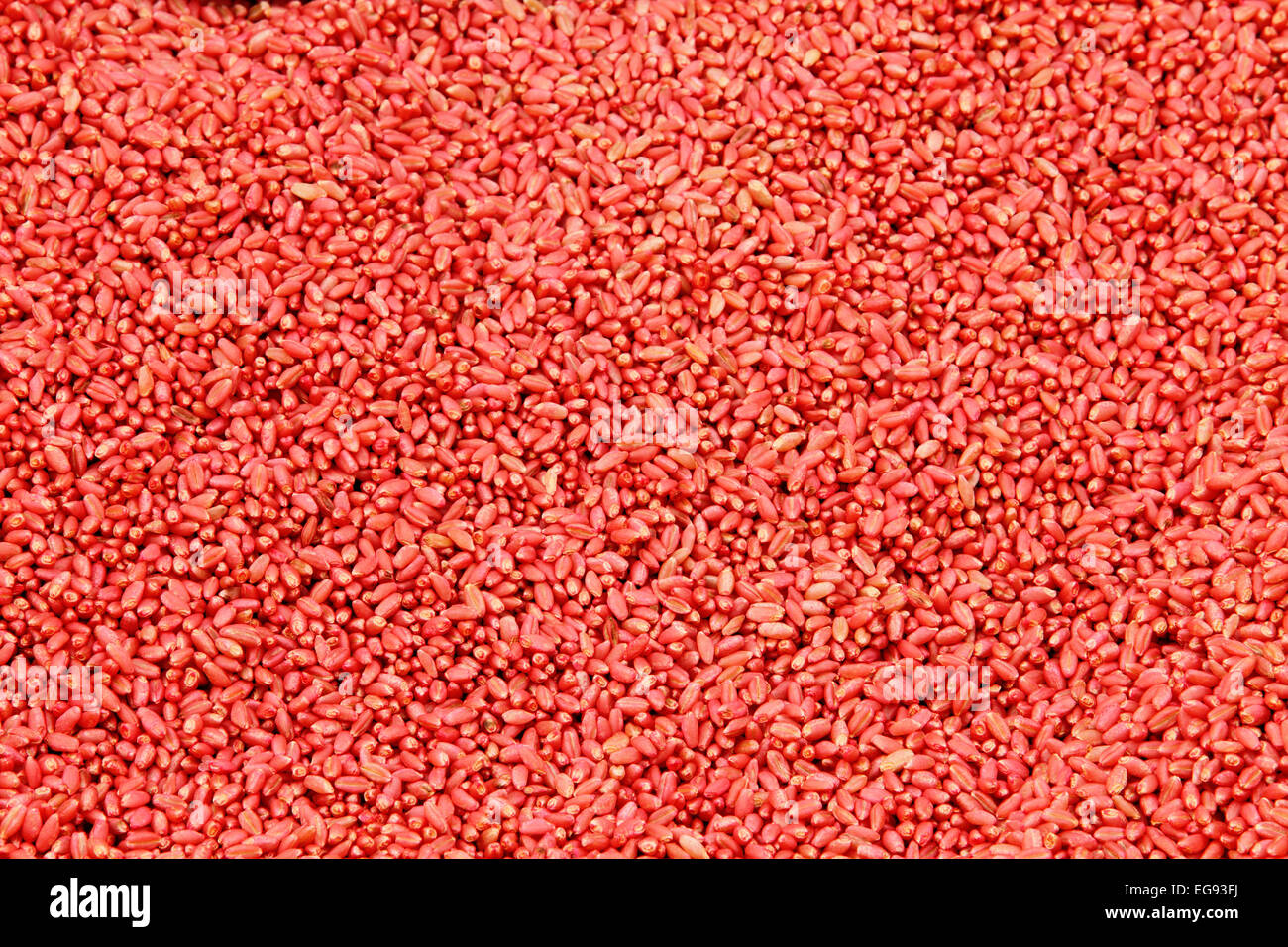 Wheat seed that has been treated for anti rot and disease resistance. Stock Photo