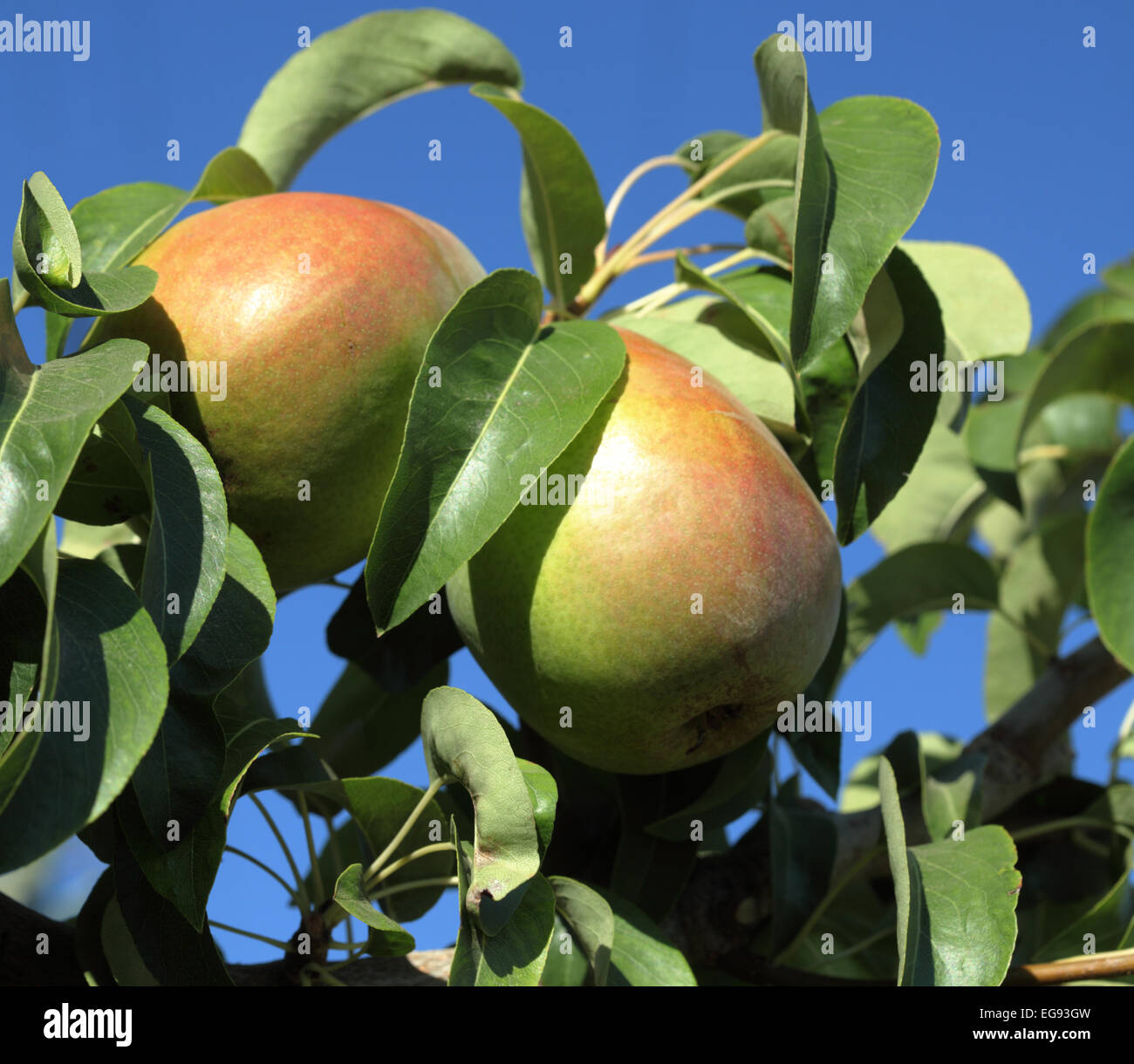 Bartlett pears on the tree in a Washington orchard Stock Photo
