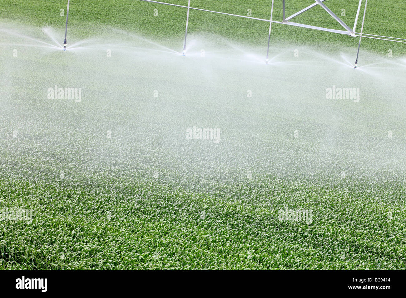 A closeup view of a high tech agricultural sprinkler head watering farm crops. Stock Photo