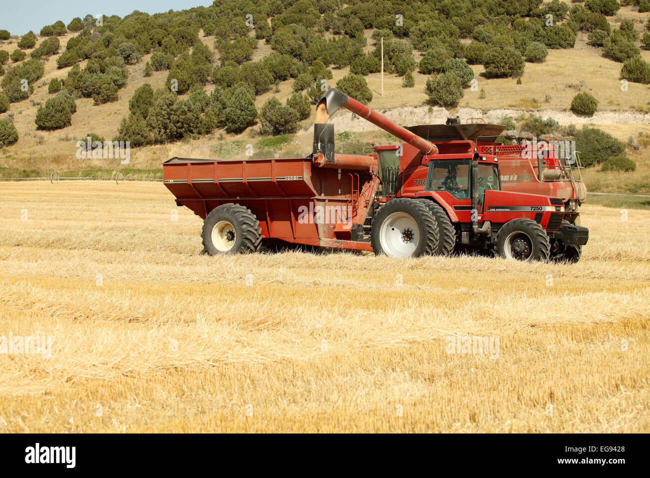 A combine harvesting wheat in a field Stock Photo