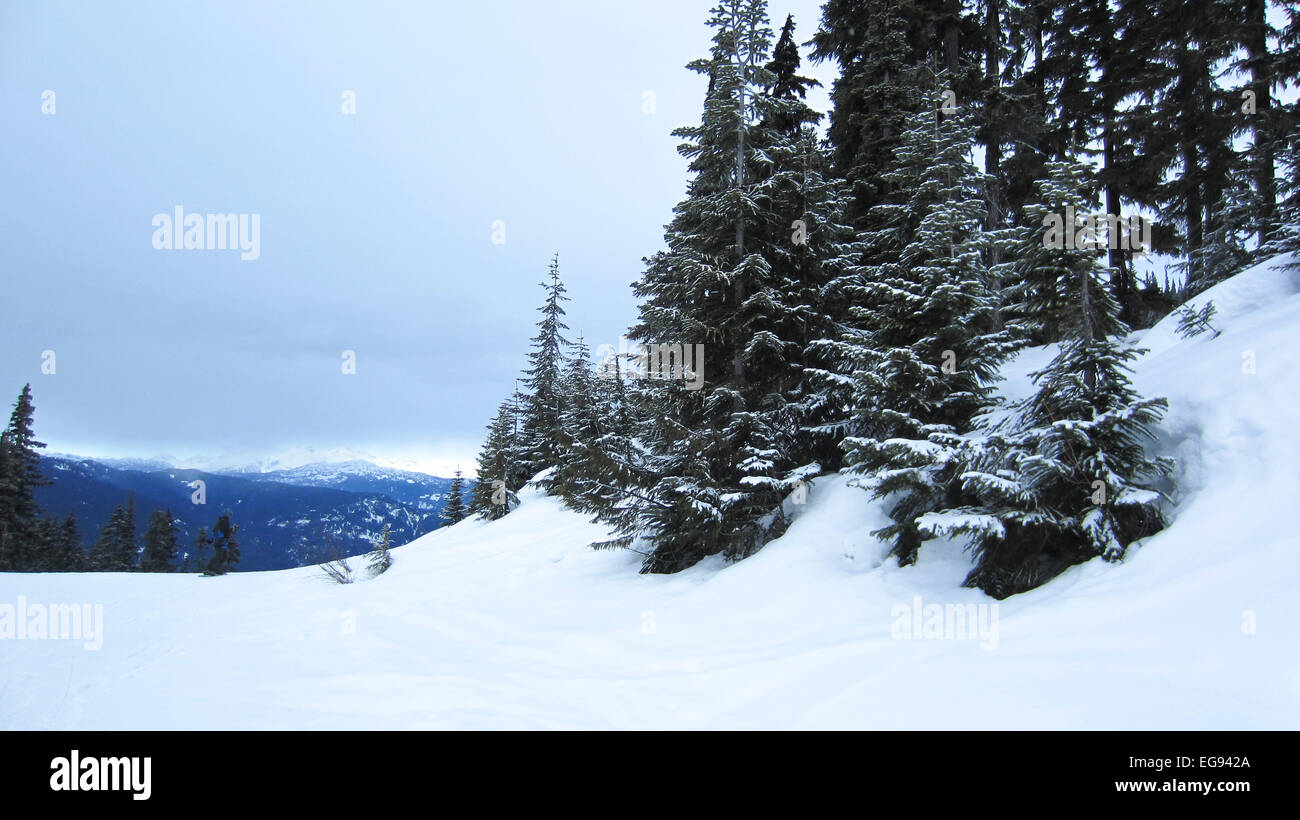 Evergreen trees with snow hi-res stock photography and images - Alamy
