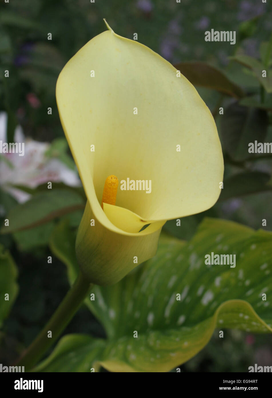Zantedeschia also known as the Calla Lily Stock Photo Alamy