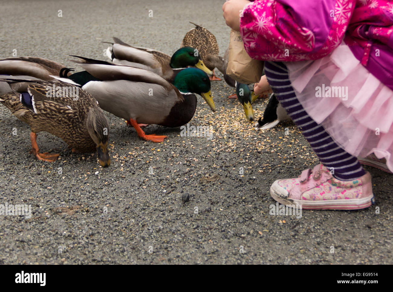 Little girl feeding the ducks. Stock Photo