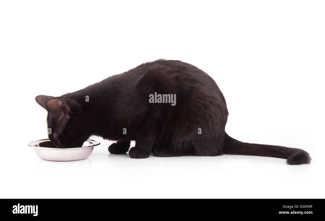 Pretty black cat eating out of a bowl, on white Stock Photo