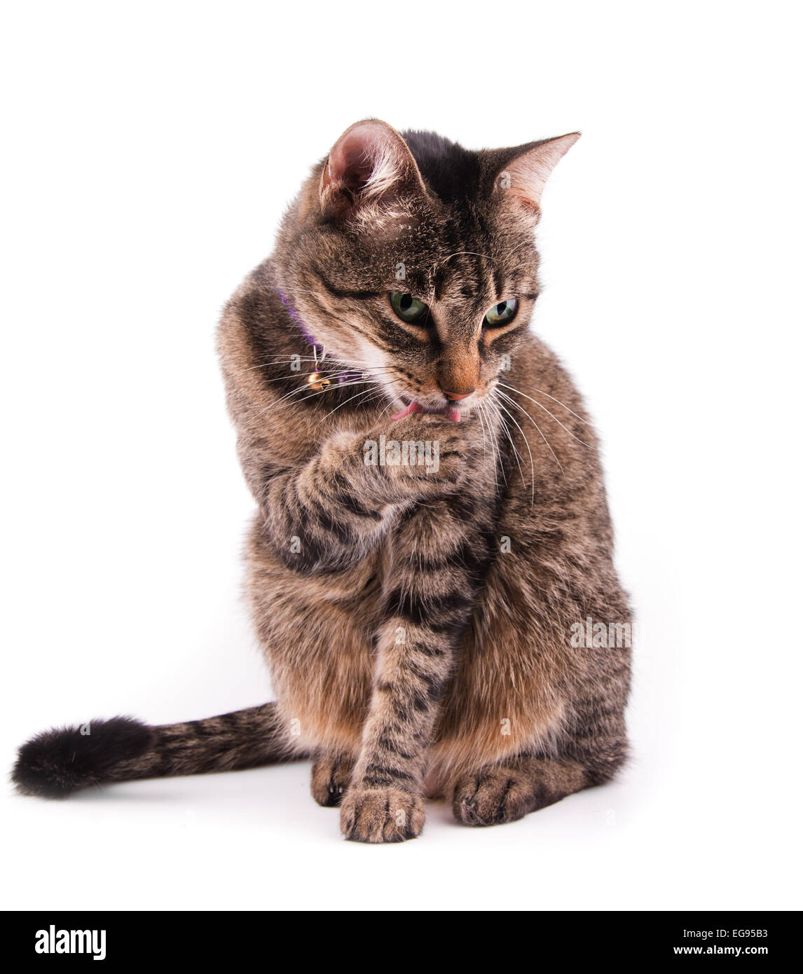 Brown tabby cat licking her paw Stock Photo