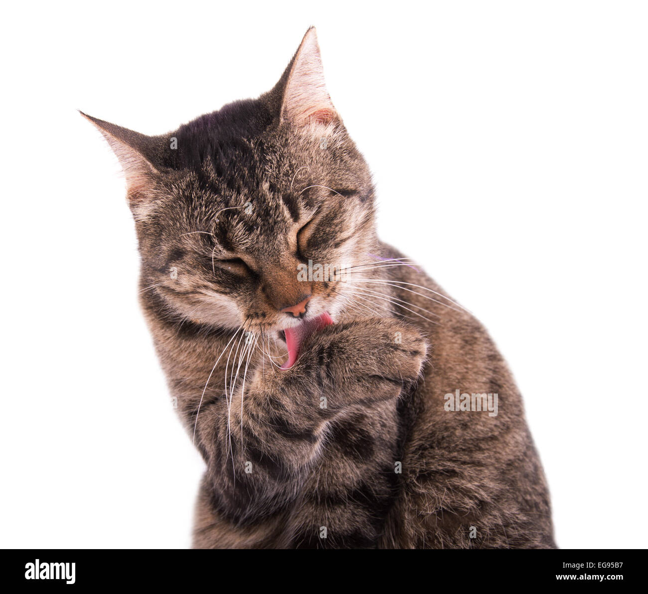 Tabby cat grooming herself, on white background Stock Photo Alamy