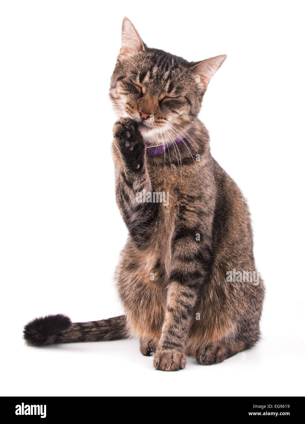 Brown tabby cat licking her paw Stock Photo