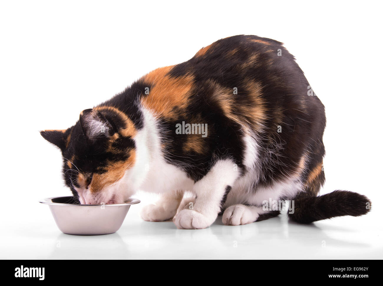 Calico cat eating out of a silver bowl, on white Stock Photo Alamy