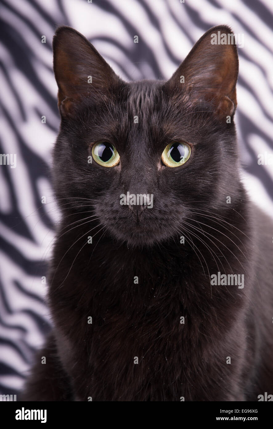 Closeup of a beautiful black cat against zebra striped background Stock Photo