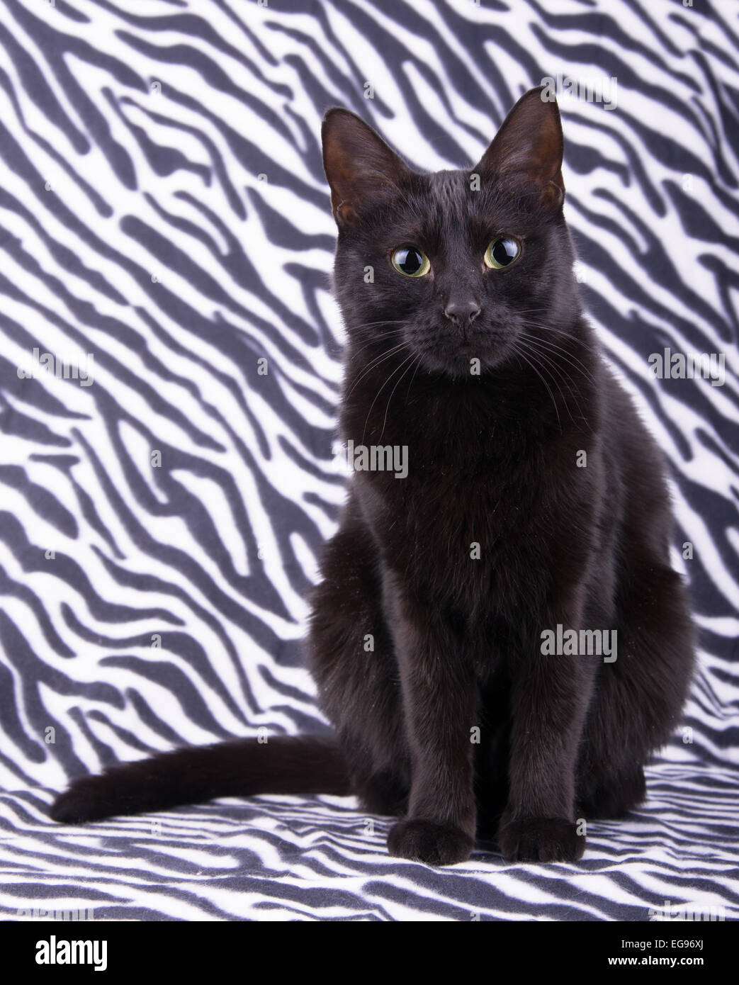 Beautiful black cat sitting against a zebra striped background, looking attentively at the viewer Stock Photo