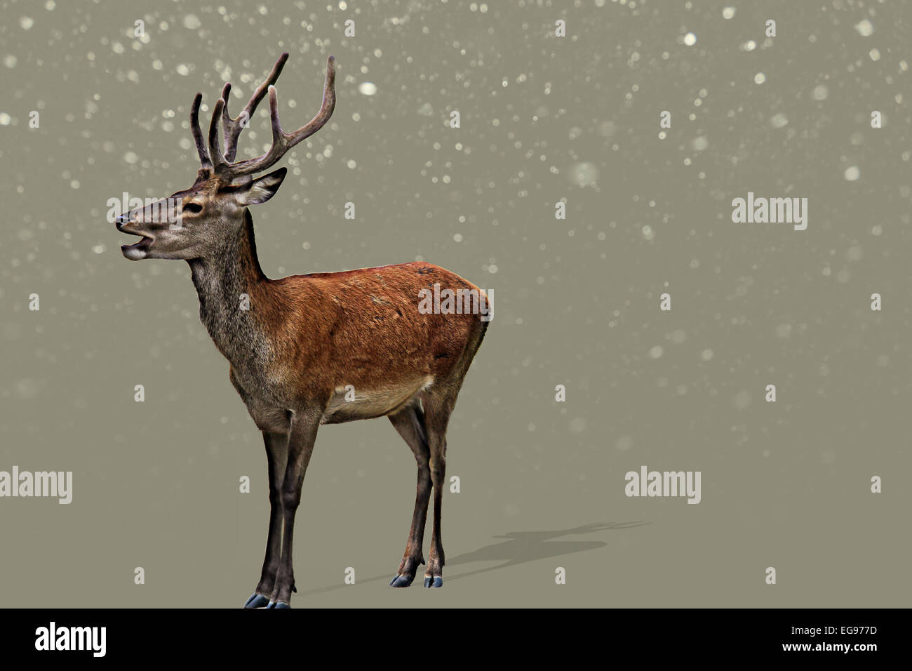 Deer in the snow Stock Photo Alamy