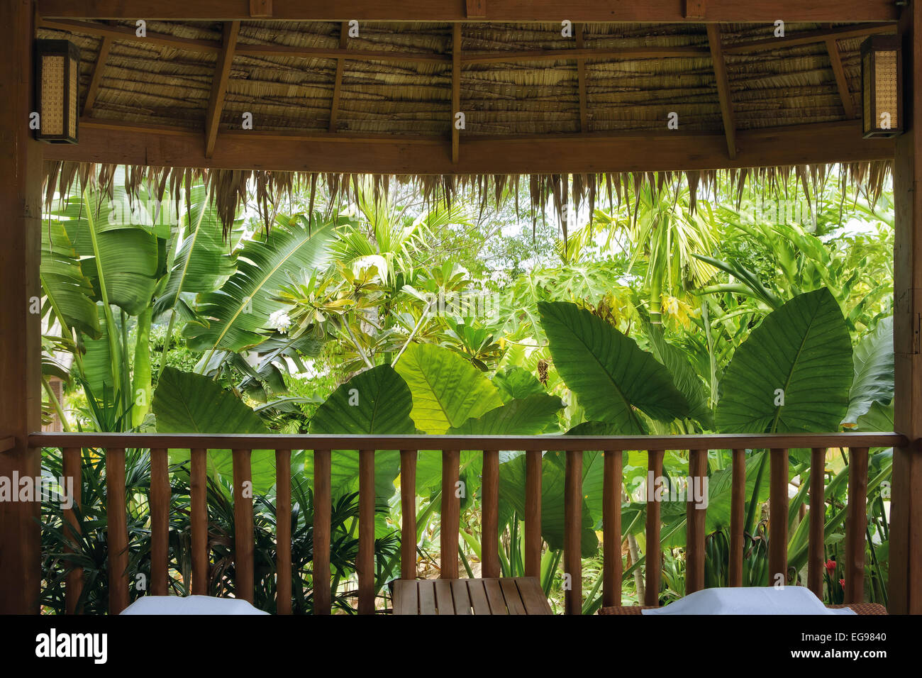 fragment like view of nice misty tropical forest Stock Photo - Alamy