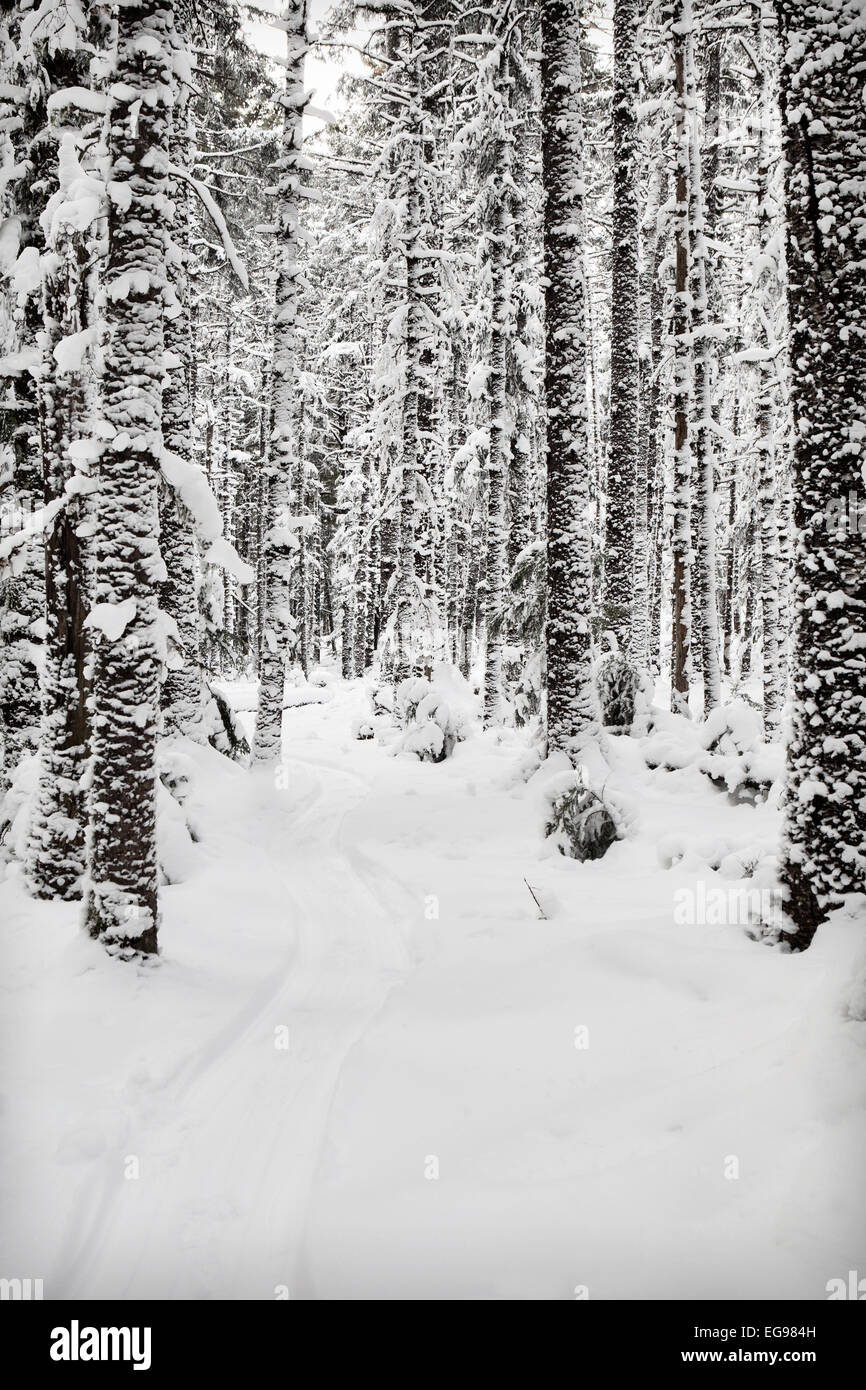 Sled path in the snow through a spruce and hemlock forest in Southeast Alaska. Stock Photo