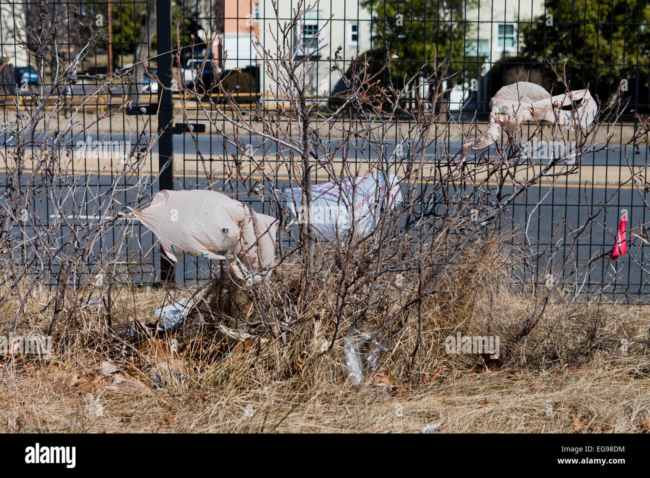Plastic grocery bags stuck on roadside bushes - USA Stock Photo