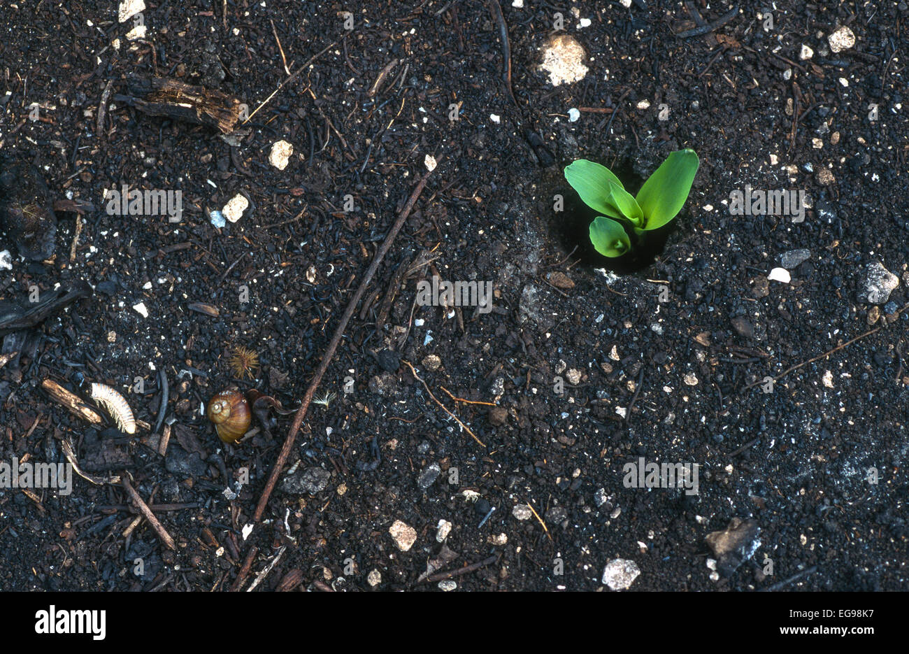 Corn seedlings emerging from soil on Mayan farm 2 weeks after the field was cleared of tropical rainforest and burned for agricultural land. Zea mays Stock Photo