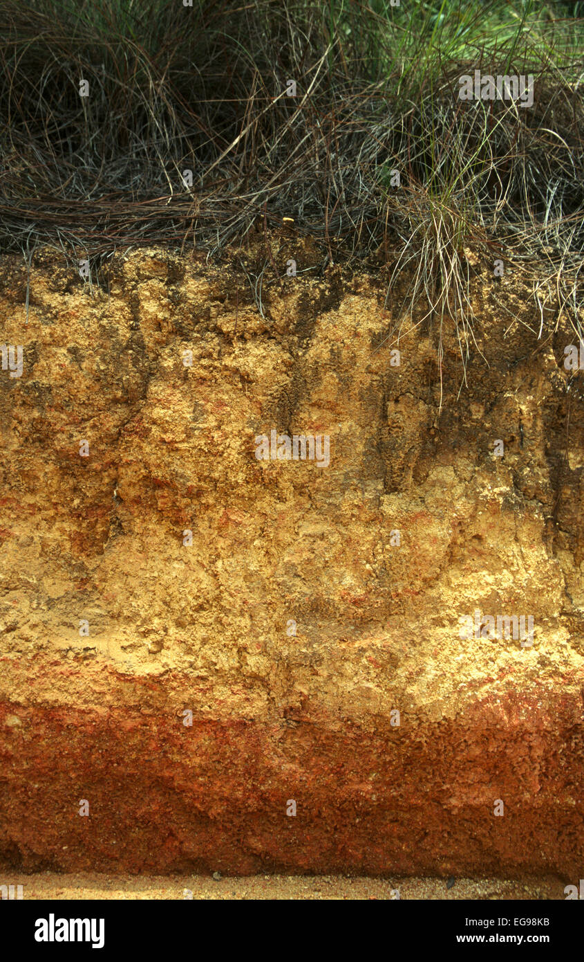 Ultisol soil profile in tropical pine savanna ecosystem showing A and B horizons in Belize Stock Photo