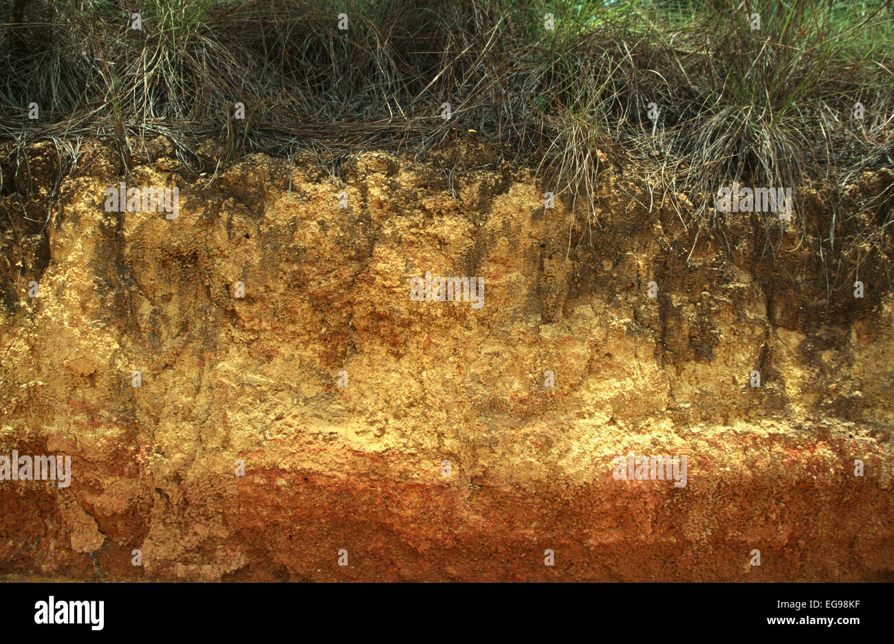 Ultisol soil profile in tropical pine savanna ecosystem showing A horizon and B horizon in Belize, Central America Stock Photo