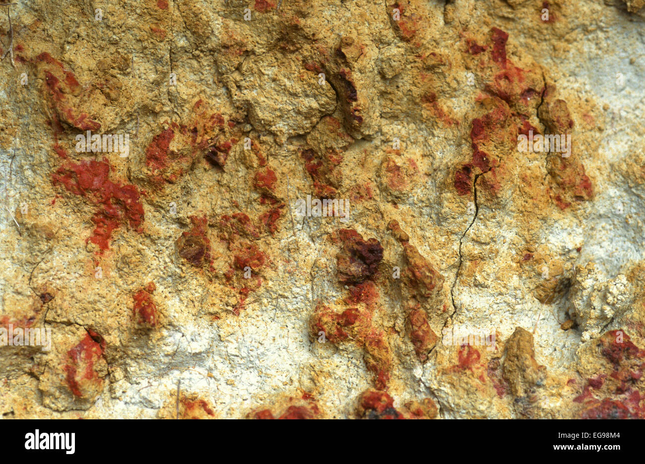 Iron concretions developing in a tropical Ultisol under a pine savanna in Belize. The gray material is Kaolinite, a clay mineral Stock Photo