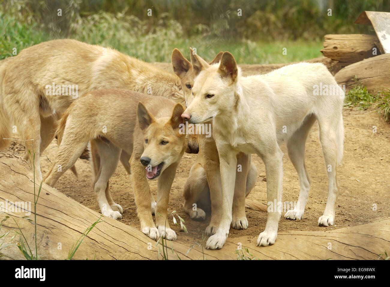 A group of Dingos Stock Photo