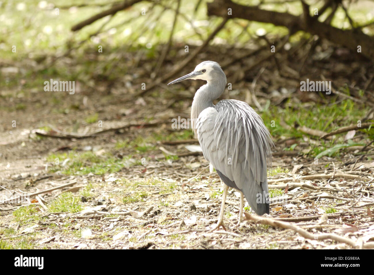 Portrait of a Grey Heron Stock Photo