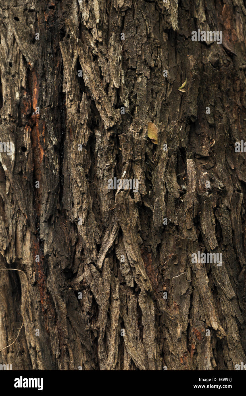 Mesquite tree bark hires stock photography and images Alamy