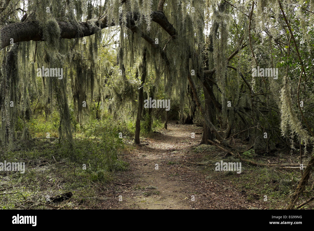 Spanish Moss draped over Live Oak and Honey Mesquite trees along a ...