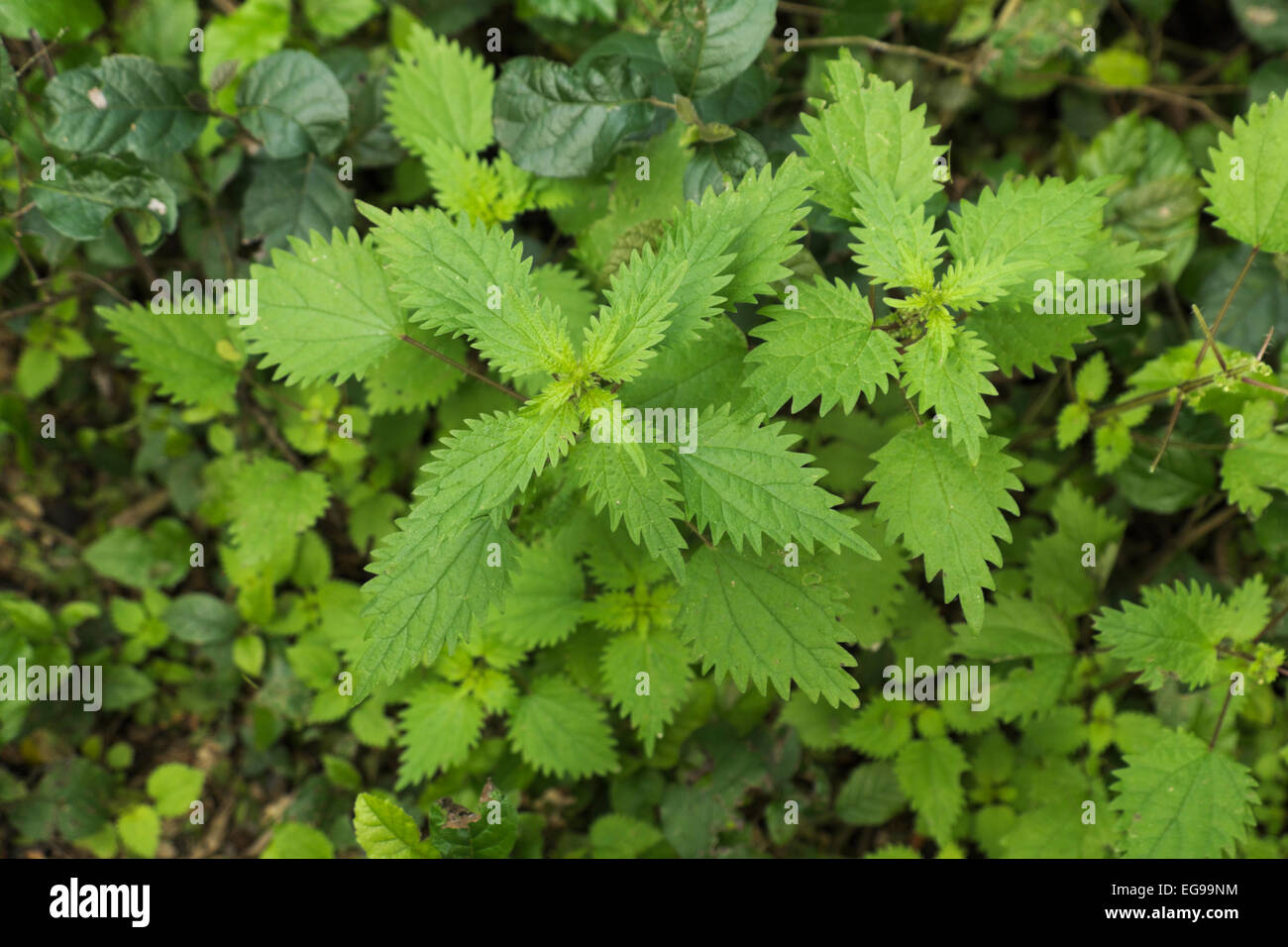Stinging Nettle growing on the forest floor in the Santa Ana National