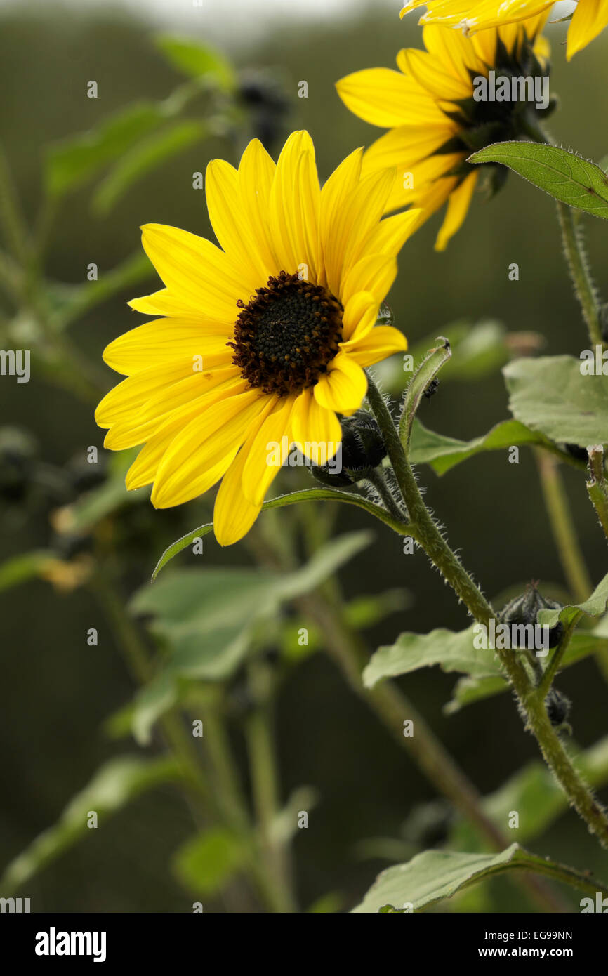 Wild sunflower growing in the Santa Ana National Wildlife Refuge near ...