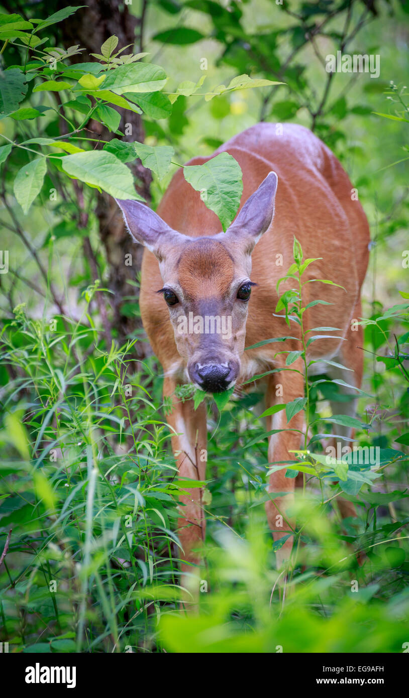 Deer eats the green leaves Stock Photo Alamy