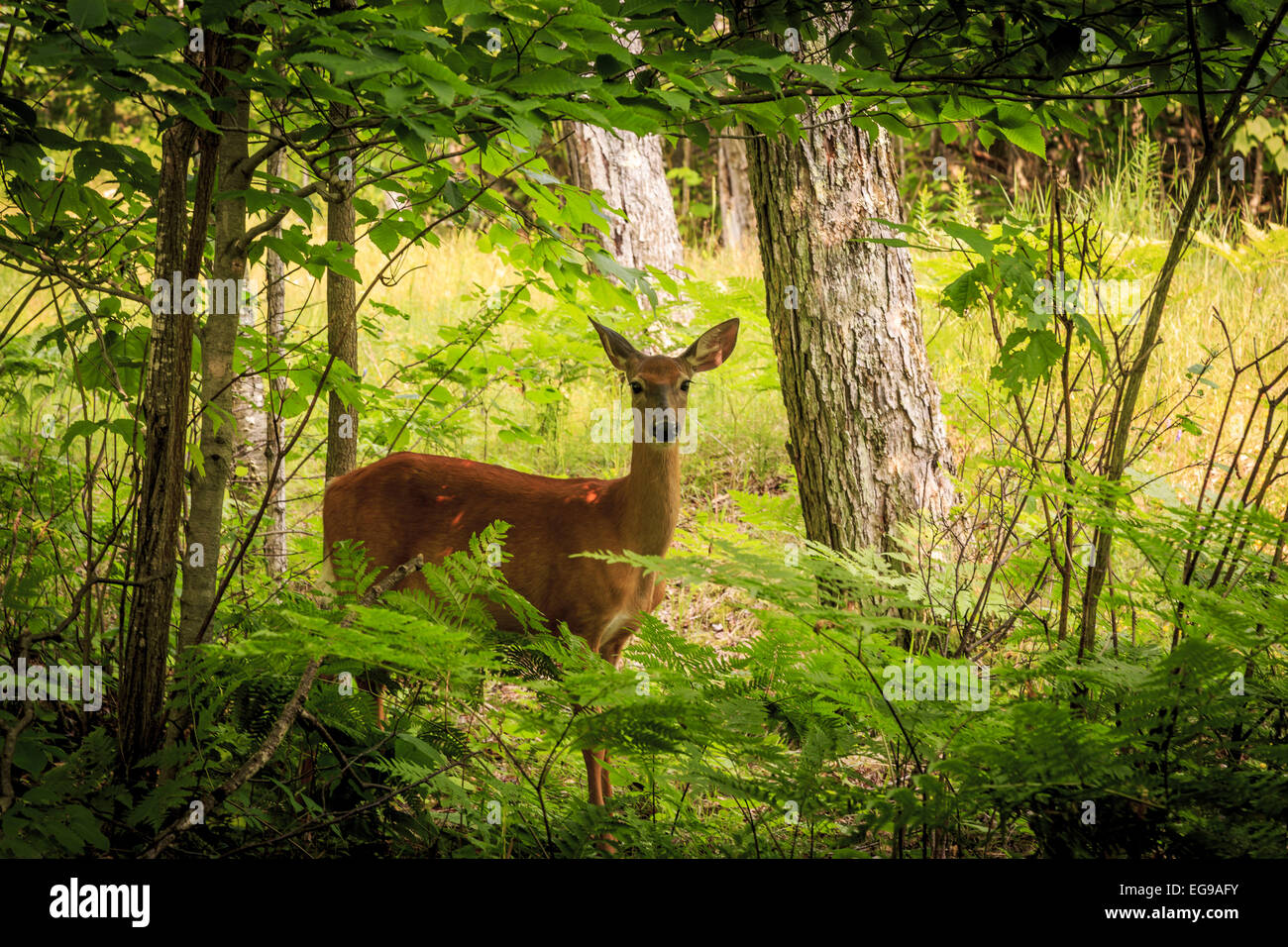 Deer in forest Stock Photo