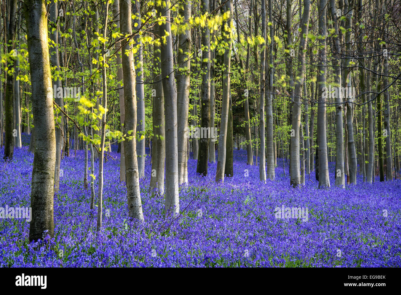 Bluebell landscape in Spring forest at sunrise. Stock Photo