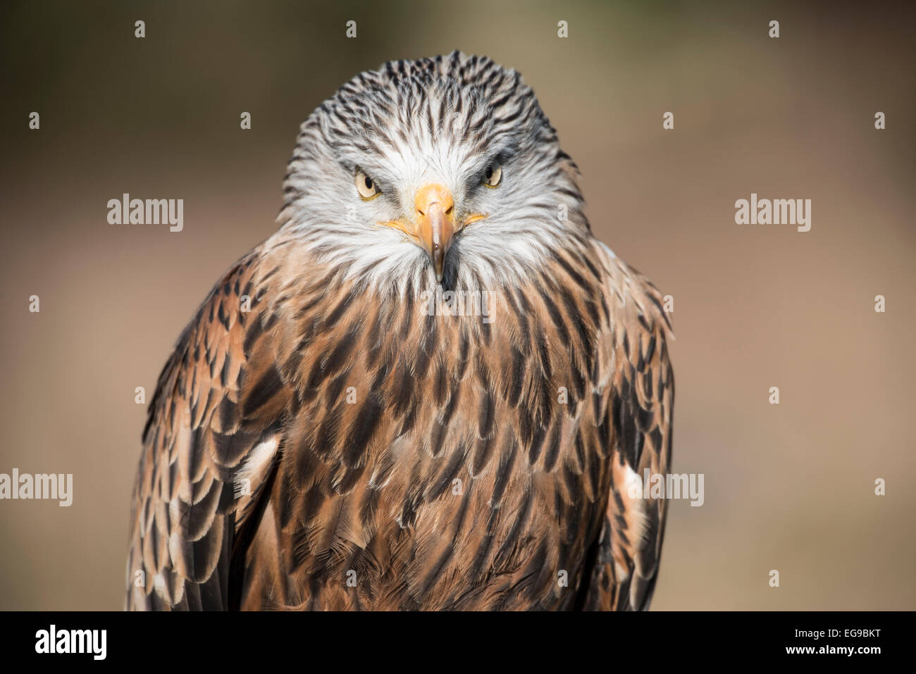 Scarlett a beautiful Red Kite from the Hawk Conservancy Trust poses and stares at the visitors. Stock Photo